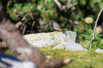Colirrojo tizón (Phoenicurus ochruros) en un prado alpino. Setcases, Vallter, Ulldeter, Pirineos, El Ripollès, Girona, Catalunya