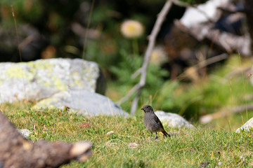 Colirrojo tizón (Phoenicurus ochruros) en un prado alpino. Setcases, Vallter, Ulldeter, Pirineos, El Ripollès, Girona, Catalunya