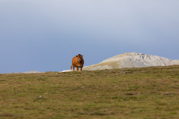 Vaca en un prado alpino del Pirineo catalán