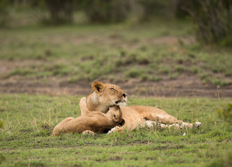 Lioness with her cubs