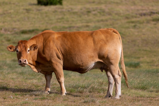 Vaca mirando a c&aacute;mara en un prado alpino del Pirineo catal&aacute;n