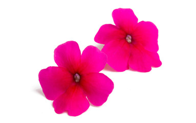 pink verbena isolated