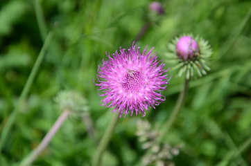 Distel