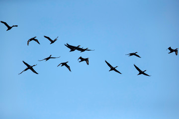 Socotra cormorants in flight