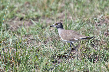 Long-toed Plover (Vanellus crassirostris), Maasai Mara, Kenya.