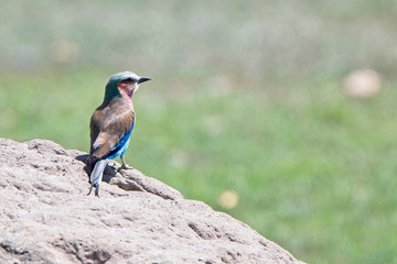 Lilac-breasted Roller (Coracias caudatus) standing on an earth mound, Maasai Mara, Kenya.