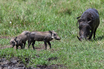Common Warthog (Phacochoerus africanus), adult with two hoglets, Maasai Mara, Kenya.