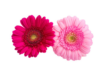 beautiful gerbera isolated