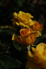Yellow Flower of Rose 'Inka' in Full Bloom
