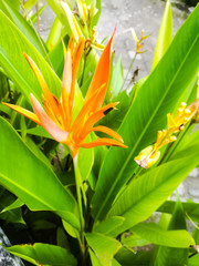 Strelitzias a bird of paradise Against A Wall of yellow orange color.