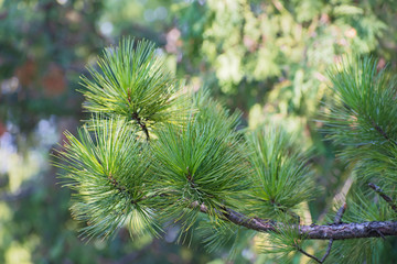 The branches of cedar tree with long  needles