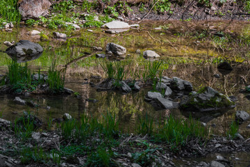 Fototapeta na wymiar blades of grass and stones in a creek
