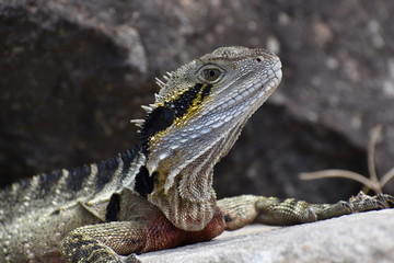 water dragon lizard