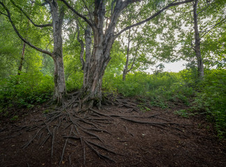 Bodengurg Butte Hike