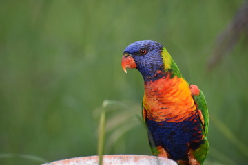 lorikeet