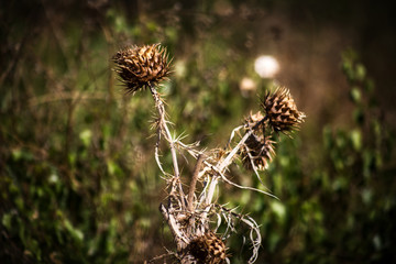 Cardos en flor