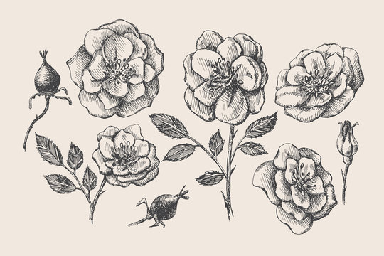 Set of hand-drawn rose hip flowers. Buds, leaves, fruits of garden flowers vector illustration. Botanical image for floral background. Design element for greeting card, poster, cover, invitation.