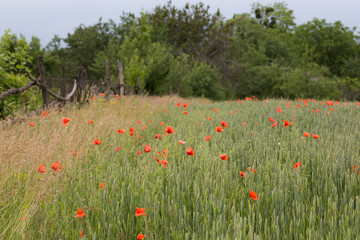 A field with wheat and red poppies. Poppy flower. In the background, green trees and bushes. On the left is an old wooden fence. Ukraine landscape. June.