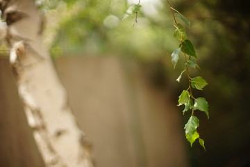 birch tree with fresh green leaves on the branch.