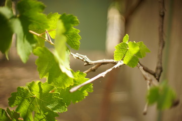 lovely green grape leaves on the branch in summer