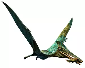 Deurstickers Pterodactylus prehistoric dinosaur 3D illustration © warpaintcobra