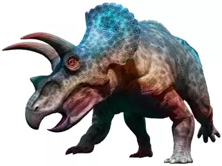 Rolgordijnen Triceratops dinosaur charging 3D illustration © warpaintcobra