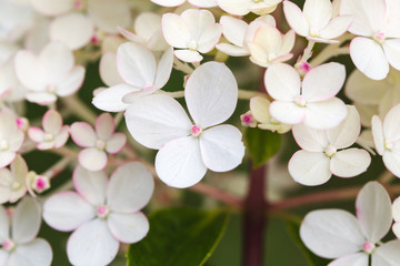 Fototapeta premium Hydrangea paniculata Vanille Fraise, Paniculate Hydrangea Rehny close up