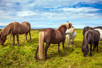 Fototapeta premium Well-groomed Icelandic horses