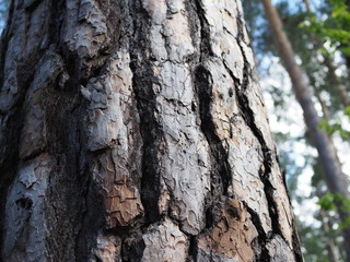 Texture Bark of Pine Tree closeup in summer forest