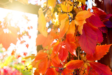 Fototapeta na wymiar Beautiful autumn background. The sun's rays Shine through the Brightly colored leaves of maiden grapes.