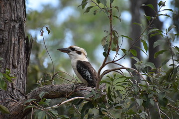 kookaburra