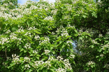 Lots of white flowers in the leafage of catalpa tree in June
