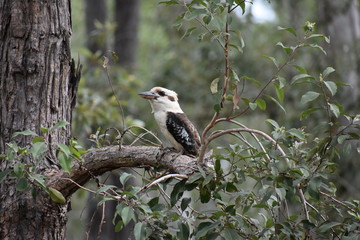 kookaburra
