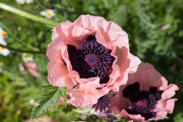 Top view of pink flowers of decorative poppy (Papaver) with a black Terry middle, the petals of which look like crumpled paper...