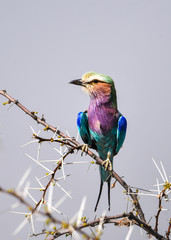 lilac breasted roller