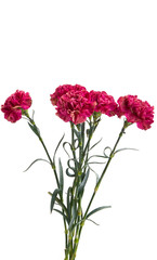 carnation close up isolated