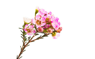 flowers of wax myrtle isolated