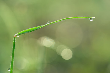 Soft focus grass with morning dew