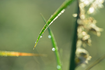 Soft focus grass with morning dew