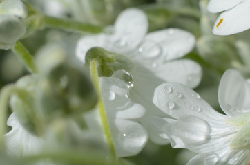 White flower after the rain with water drops macro