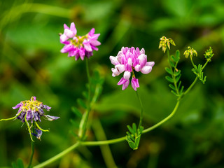 Platterbsen, Lathyrus, Common vetch
