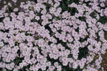 Fototapeta premium Hundreds of light pink flowers of Dianthus deltoides in May