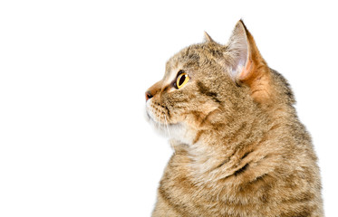 Portrait of beautiful curious cat Scottish Straight, side view, closeup, isolated on white background