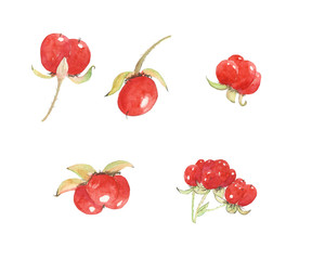 Rubus saxatilis or stone bramble isolated on white background. Watercolor hand drawn illustration of collection healthy stone berry. Perfect for card, print, pattern, cover.