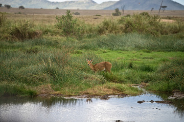 Reedbuck in the Serengeti, Tanzania