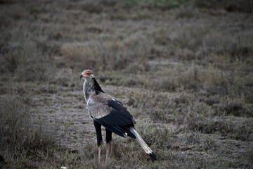 Secretary Bird in Serengeti, Tanzania