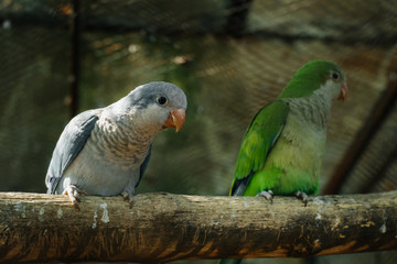 A parrot sits on a perch close-up. Birds.