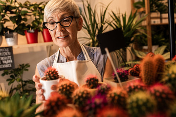 Senior female owner of the flower shop working in her shop and arranges houseplant.