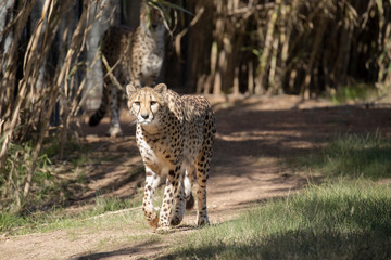 Cheetah is walking in the grass.