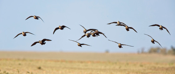 Yellow-throated Sandgrouse (Pterocles gutturalis), group in flight, Maasai Mara, Kenya.